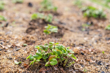Young spring sprouts of strawberries in the garden