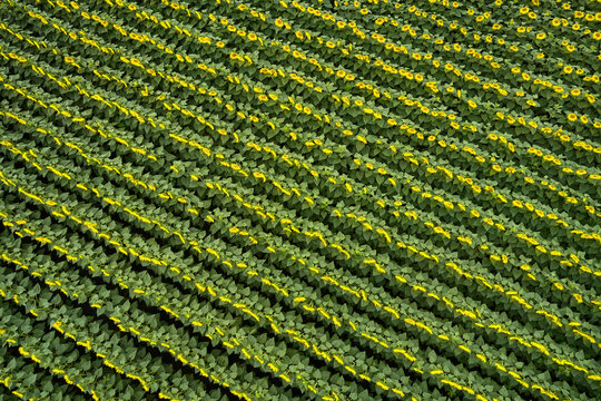 View from above at bright sunflowers on farmland