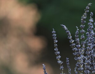 Lavender flower