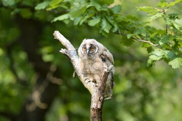 young owl