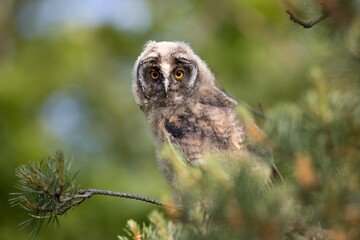 long-eared owl 
