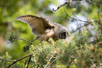 long-eared owl