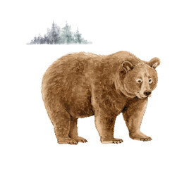 watercolor illustration of brown grizzly bear on nature. hand painted on a white background.