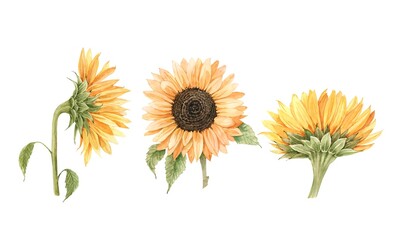 set of watercolor illustrations yellow flowers sunflower, hand painted