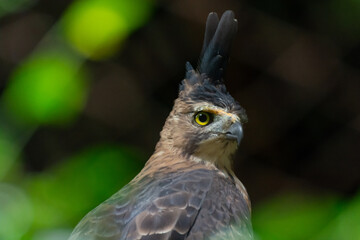 close up portrait of a Javan hawk eagle