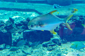 Fototapeta na wymiar Trachinotus blochii or snubnose pompano in Atlantis, Sanya, Hainan, China.. Pompanos are marine fishes in the genus Trachinotus in the family Carangidae (better known as 