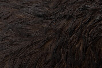 close up of a fur texture