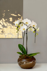 Exotic isolated white umbrella shape phalenopsis orchid on gray backgound.  Orchid plant is in brown ceramic vase