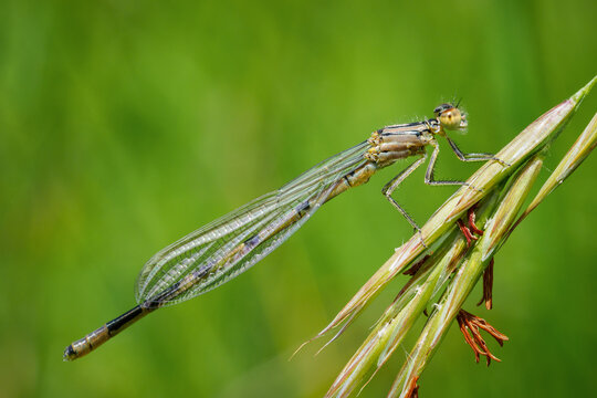 Gemeine Becherjungfer, Weibchen (Enallagma cyathigerum)