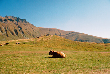 A cow in mountain