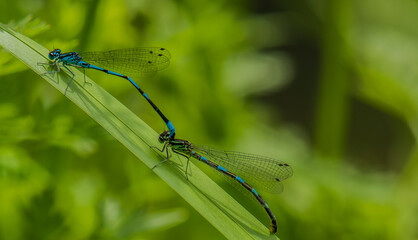 Azure Damselflies  Coenagrion puella