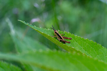 bug on a leaf