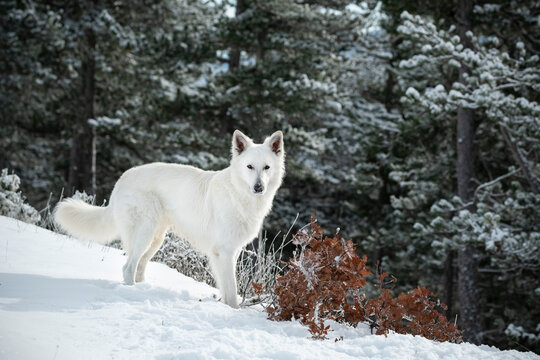 Swiss shepherd in te snow