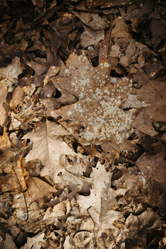 Dried brown leafs on the ground in a forest