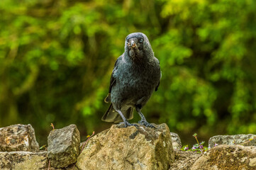 Jackdaw  Corvus monedula
