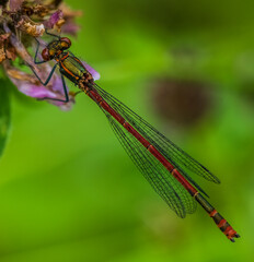 Large Red Damselfly  Pyrrhosoma nymphula