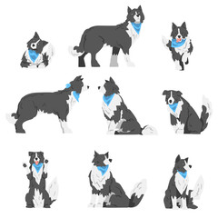 Border Collie Dog in Various Poses Set, Smart Shepherd Pet Animal with Black White Coat in Blue Neckerchief Cartoon Vector Illustration