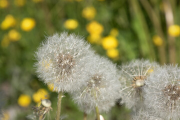 dandelion blowballs in a meadow