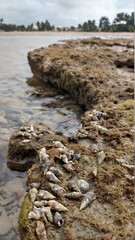 stones on the river