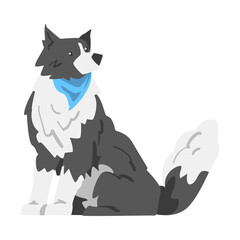 Border Collie Dog, Sitting Shepherd Pet Animal with Black White Coat Cartoon Vector Illustration