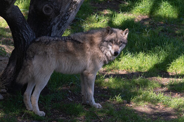 Grey Wolf Male Looking Out From His Selected Shade Canopy of a Tree