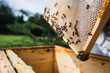 Close up of honey bees on the honeycomb in the beehive.