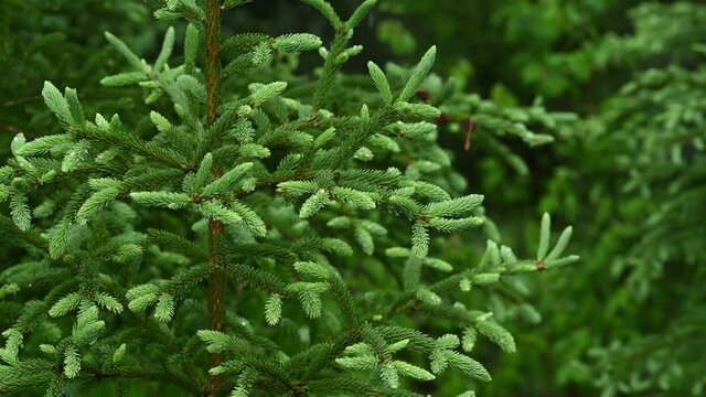 Light rain is falling on a small white spruce tree that has fresh needle on the ends of the branches.  
