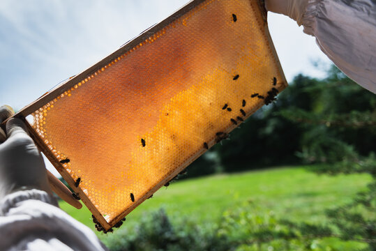 A frame of a honeycomb seen against the sky