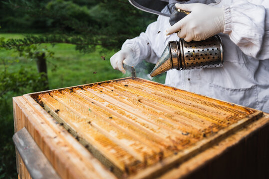 Beekeepers working on the beehive with the smoker to calm bees