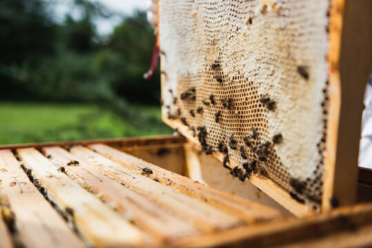 Close up of honey bees on the honeycomb in the beehive.