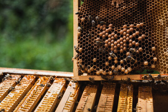 Close up of honey bees on the honeycomb in the beehive.