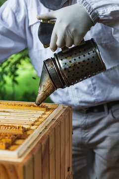 Beekeepers working on the beehive with the smoker to calm bees