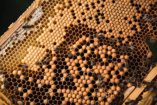 Close up of honey bees on the honeycomb in the beehive.