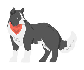 Cute Border Collie Dog, Playful Shepherd Pet Animal with Black White Coat in Red Neckerchief Cartoon Vector Illustration