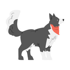 Cute Border Collie Dog, Side View of Shepherd Pet Animal with Black White Coat in Red Neckerchief Cartoon Vector Illustration