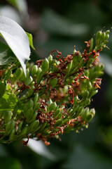 kleine Knospen 