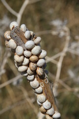 Vertrocknete Disteln in Andalusien