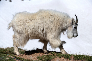 On the Mountaintop with Goats