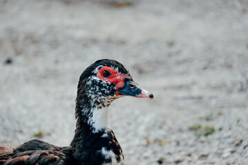 portrait of a goose