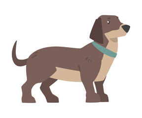 Cute Dachshund Dog, Pet Animal with Brown Coat Cartoon Vector Illustration