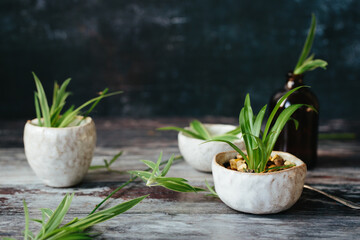 Spider plant plantlets.