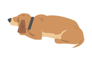 Sleeping Dachshund Dog, Cute Pet Animal with Light Brown Coat Cartoon Vector Illustration