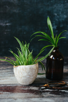 Spider plant plantlets.
