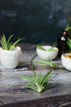 Spider plant plantlets.