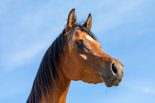 Chestnut horse portrait