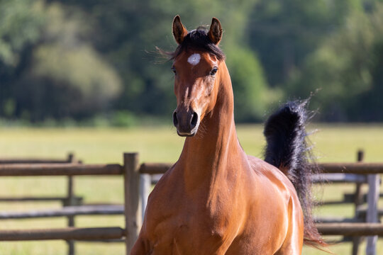 Cantering Horse