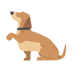 Dachshund Dog Giving its Paw, Cute Pet Animal with Light Brown Coat and Collar Cartoon Vector Illustration