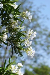 White flower oleander blossoms. Apocynaceae evergreen shrub.