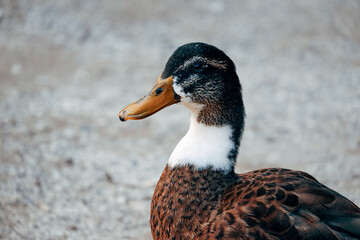 portrait of a duck