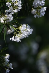 White flower oleander blossoms. Apocynaceae evergreen shrub.